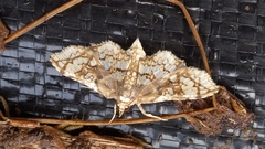 Omphisa anastomosalis