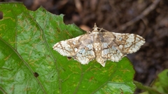Omphisa anastomosalis