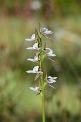 Prasophyllum suttonii