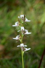 Prasophyllum suttonii