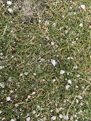 Zoysia