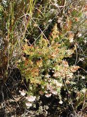 Erica perlata