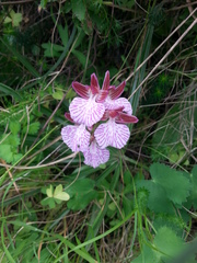 Anacamptis papilionacea grandiflora