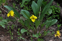 Viola praemorsa