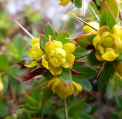 Berberis tsarica