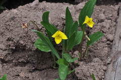 Viola praemorsa