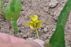 Viola praemorsa