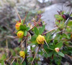 Berberis tsarica