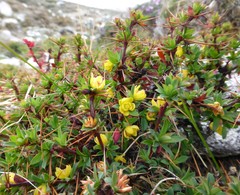 Berberis tsarica