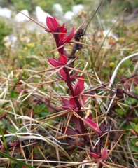 Berberis tsarica