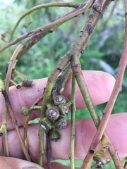 Eucalyptus bridgesiana