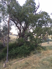 Eucalyptus bridgesiana