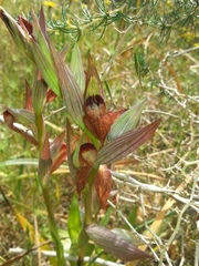 Bilamellaria