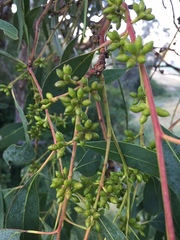 Eucalyptus bridgesiana