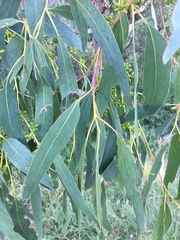 Eucalyptus bridgesiana