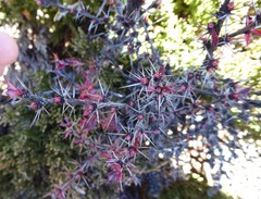 Berberis tsarica