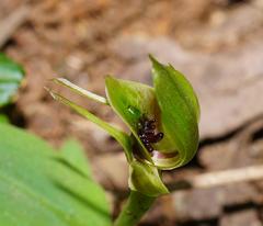 Chiloglottis jeanesii