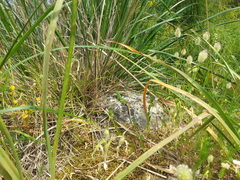 Podarcis waglerianus