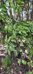 Schinus latifolia