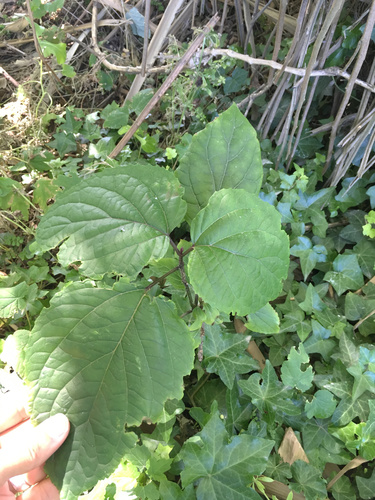 Clerodendrum bungei