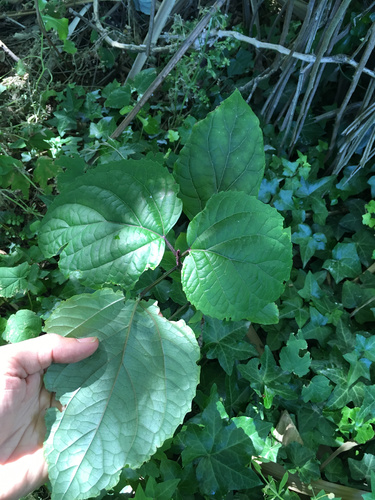 Clerodendrum bungei