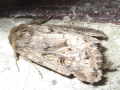 Spodoptera depravata