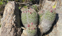 Escobaria chihuahuensis