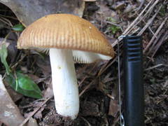 Russula ballouii