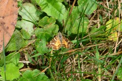 Chrysolarentia polycarpa