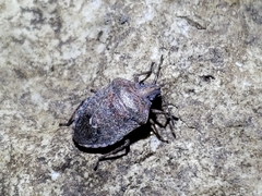 Hymenarcys nervosa