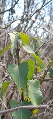 Podanthus ovatifolius