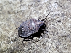 Hymenarcys nervosa