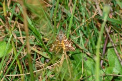 Chrysolarentia polycarpa