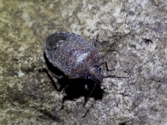 Hymenarcys nervosa