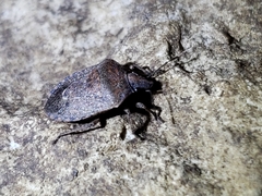 Hymenarcys nervosa
