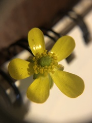 Ranunculus glaberrimus