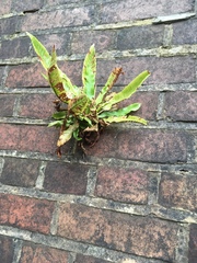 Asplenium scolopendrium
