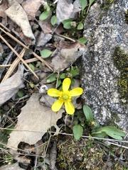 Ranunculus glaberrimus