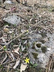 Ranunculus glaberrimus