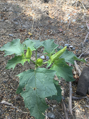 Datura stramonium