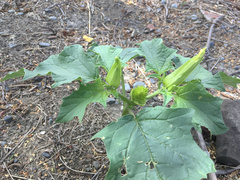 Datura stramonium