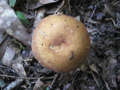 Russula ballouii