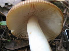 Russula ballouii