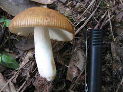 Russula ballouii