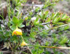 Berberis tsarica