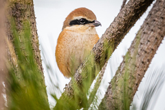 Lanius bucephalus bucephalus