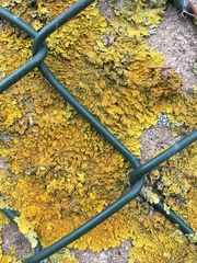 Xanthoria parietina