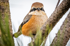 Lanius bucephalus bucephalus