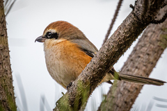 Lanius bucephalus bucephalus