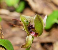 Chiloglottis jeanesii